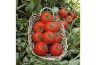 Полбиг F1 - семена томата детерминантного, 5 г, Bejo (Бейо), Голландия фото, цена